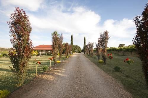 Barossa Shiraz Estate * Lyndoch